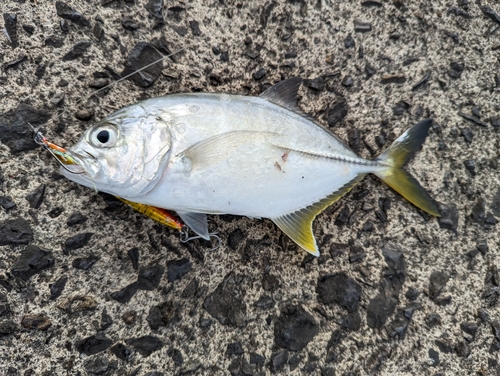 メッキの釣果