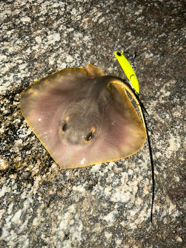 アカエイの釣果