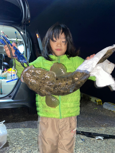 マゴチの釣果