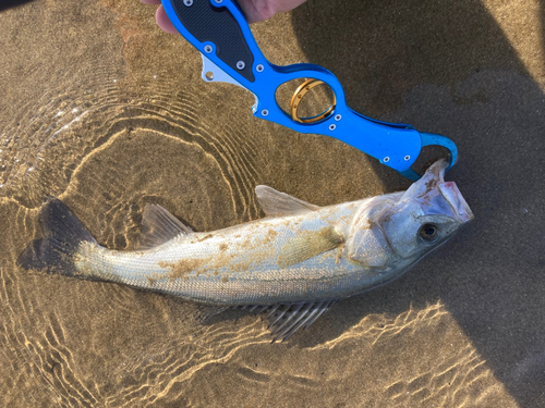 セイゴ（タイリクスズキ）の釣果