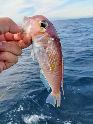 アマダイの釣果