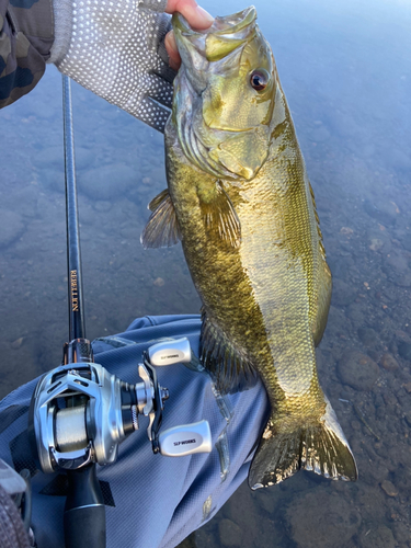 スモールマウスバスの釣果