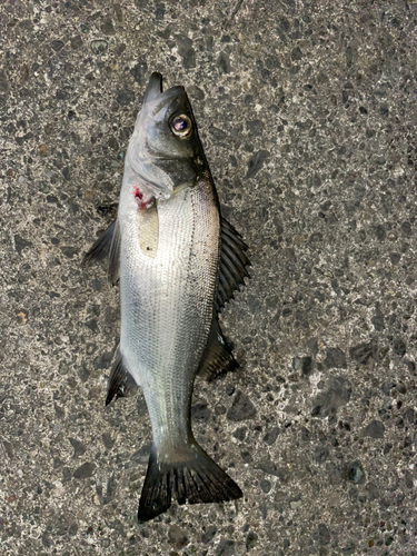 セイゴ（マルスズキ）の釣果