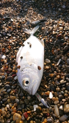 メッキの釣果