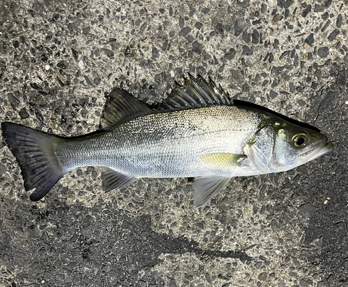 セイゴ（マルスズキ）の釣果