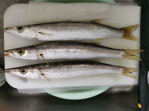 カマスの釣果