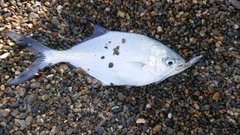 コバンアジの釣果