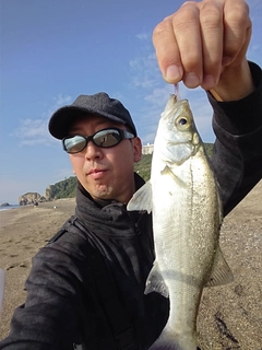 セイゴ（タイリクスズキ）の釣果