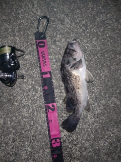 クロソイの釣果