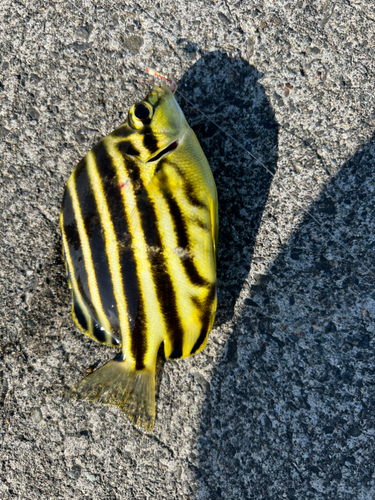 カゴカキダイの釣果