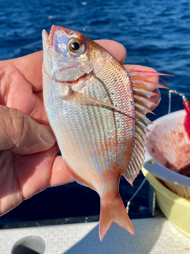 チダイの釣果