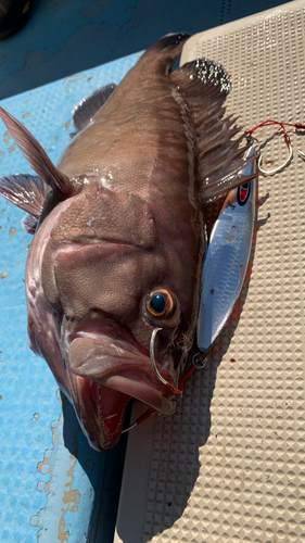 マハタの釣果