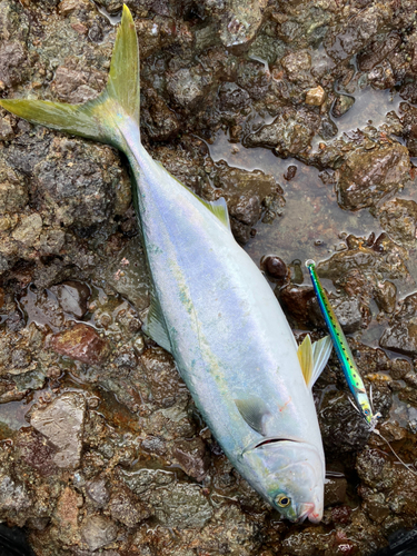 ハマチの釣果