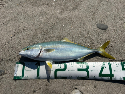 イナダの釣果