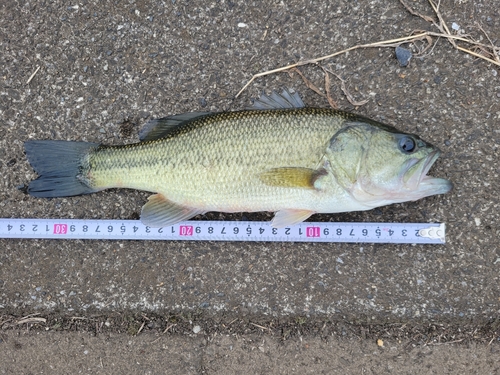 ブラックバスの釣果