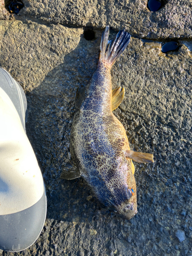 アカメフグの釣果