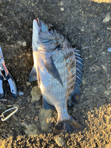 クロダイの釣果