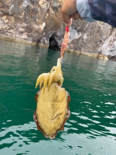 モンゴウイカの釣果