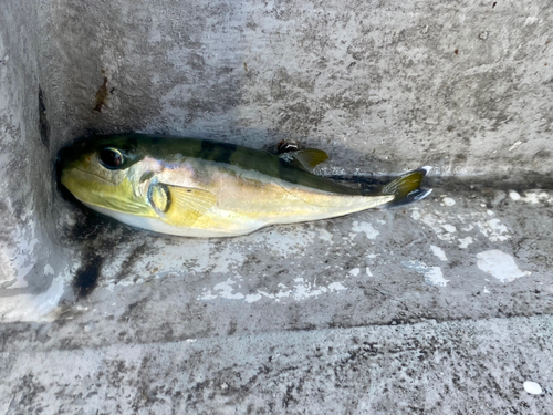 シロサバフグの釣果