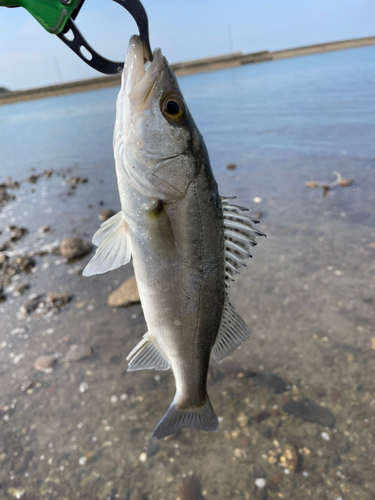 セイゴ（マルスズキ）の釣果