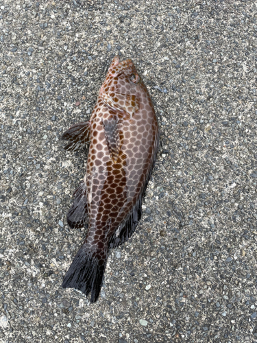 オオモンハタの釣果