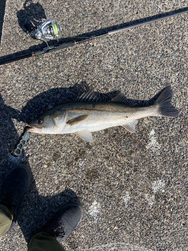 スズキの釣果