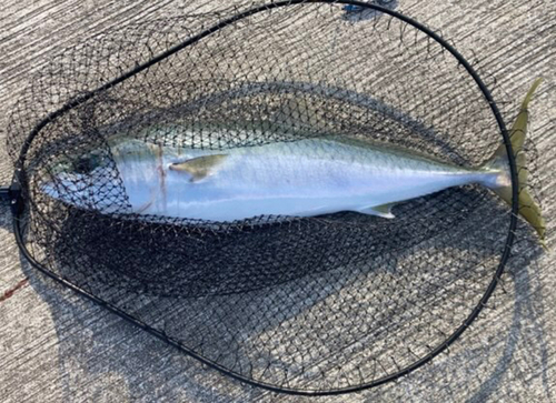 メジロの釣果