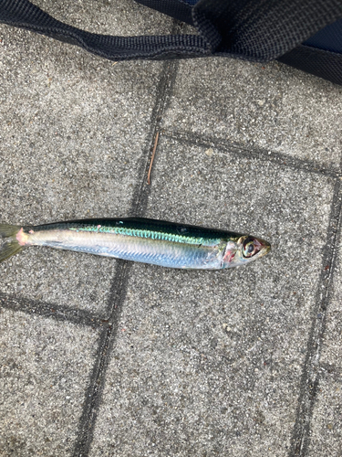 ウルメイワシの釣果