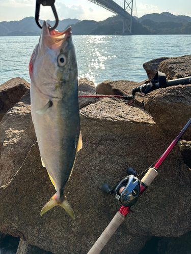 ヤズの釣果