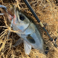 スズキの釣果