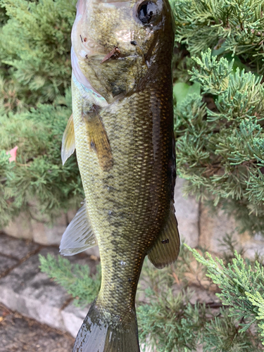 ラージマウスバスの釣果