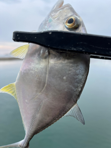 メッキの釣果