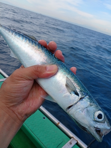 ゴマサバの釣果