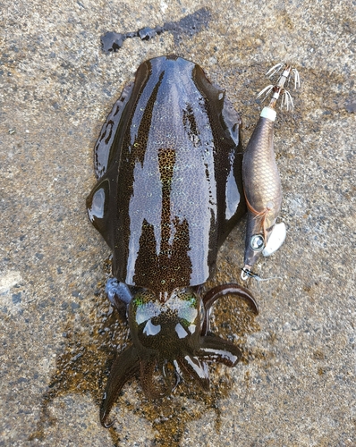 アオリイカの釣果