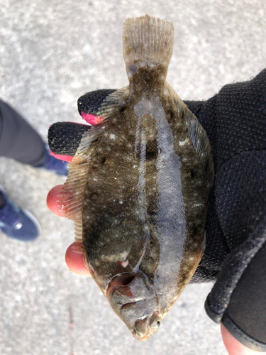 カレイの釣果