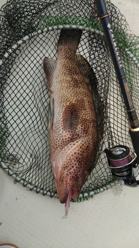 オオモンハタの釣果