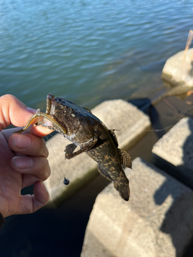 カワアナゴの釣果