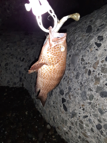 オオモンハタの釣果