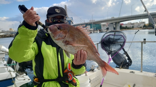 マダイの釣果