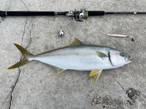 ヒラマサの釣果