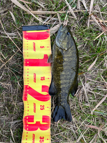 スモールマウスバスの釣果