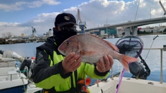 マダイの釣果