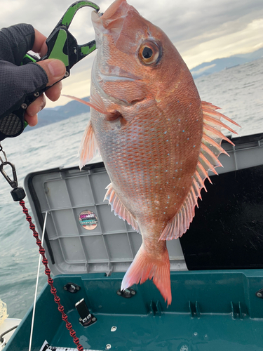 マダイの釣果