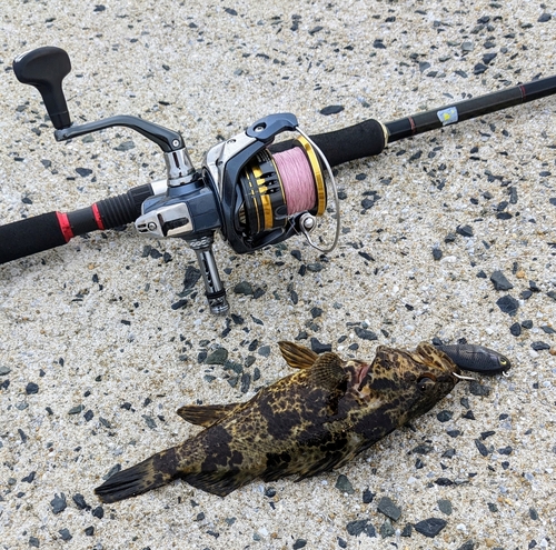 タケノコメバルの釣果