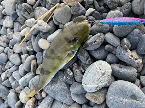 シロサバフグの釣果