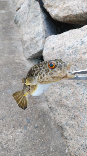 ハゼの釣果