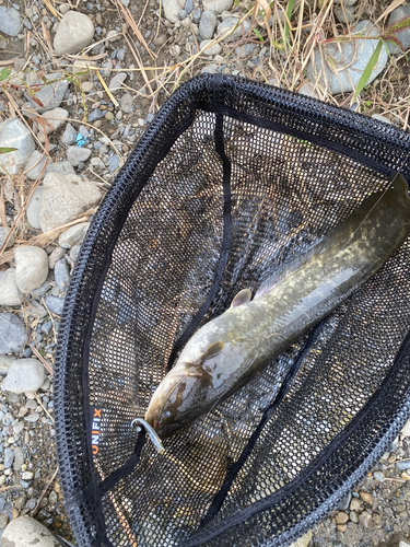 ナマズの釣果