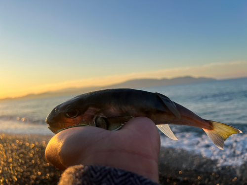 シロサバフグの釣果