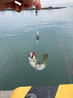 クサフグの釣果