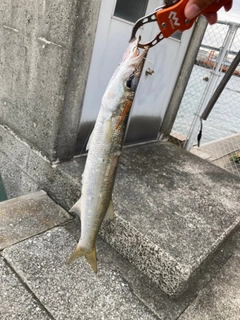 カマスの釣果
